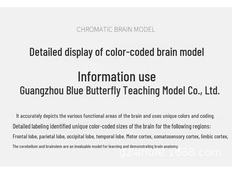 Color-Coded 1:1 Brain Function Partition Model - Teaching Simulation Tool
