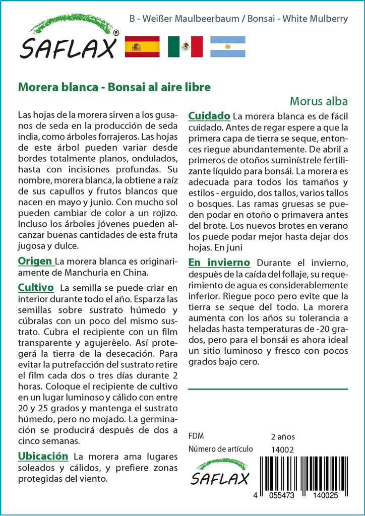 SAFLAX Бонсай - Белая шелковица - 200 семян - С горшечным субстратом для лучшего выращивания - Morus alba