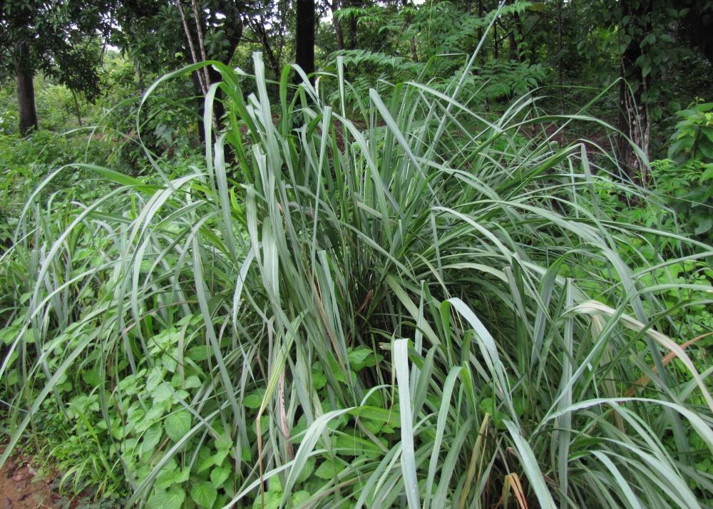 SAFLAX Garden in the Bag - Лемонграсс - 50 семян - С субстратом в подходящем пакете - Cymbopogon flexosus