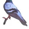 Garden Pigeon Outdoor Space Package Content Specifications
