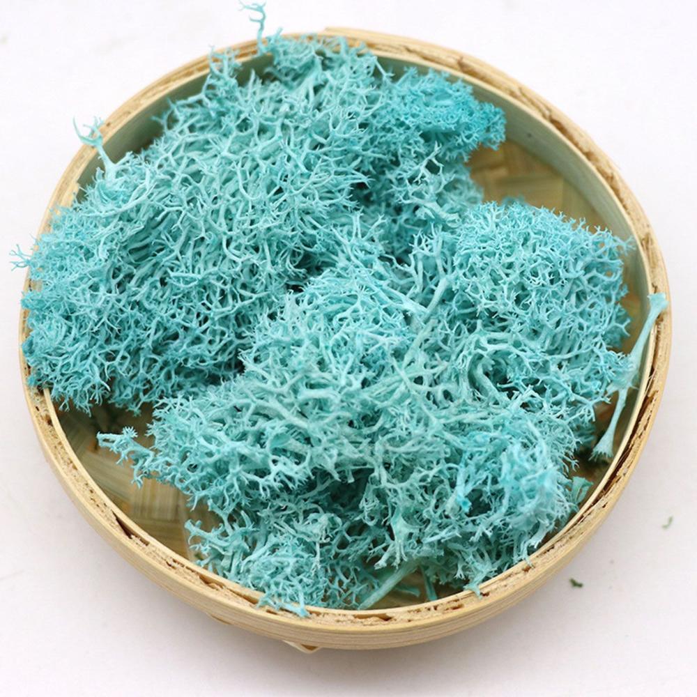 Flower Christmas Wedding Reindeer Moss Micro Landscape Eternal Life Moss Artificial plant