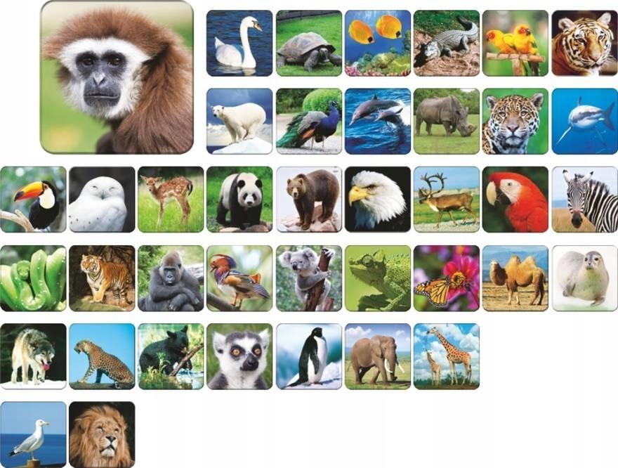 ЗОО АДАМИГО МЕМОРИ 7264