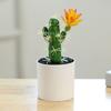 Mini Bonsai Non-Fading Landscaping Plastic Simulation Succulent Plants Table Decoration