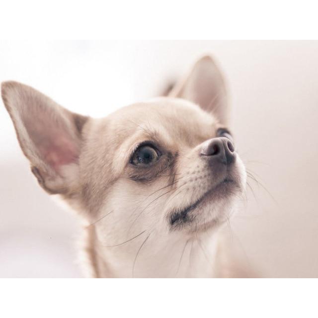 DIY 5D Алмазная картина Собака Мозаика Полный круглый дрель Вышивка крестом Алмазная вышивка