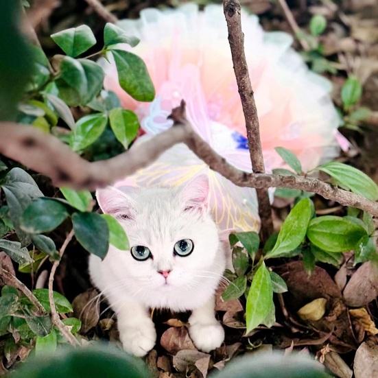 Платье для собак Бабочки Принцесса Стиль Красочные Крылья Пышное Платье Пачка Яркий Цвет