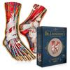 Dr. Livingston's Anatomy Jigsaw Puzzle (The Human Feet)