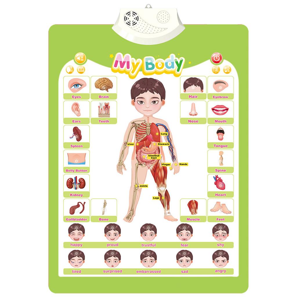 Interactive Talking Wall Chart for Kids Educational Toy for Boys and Girls Aged 3-6Y Fun Cognition Toy Battery Powered