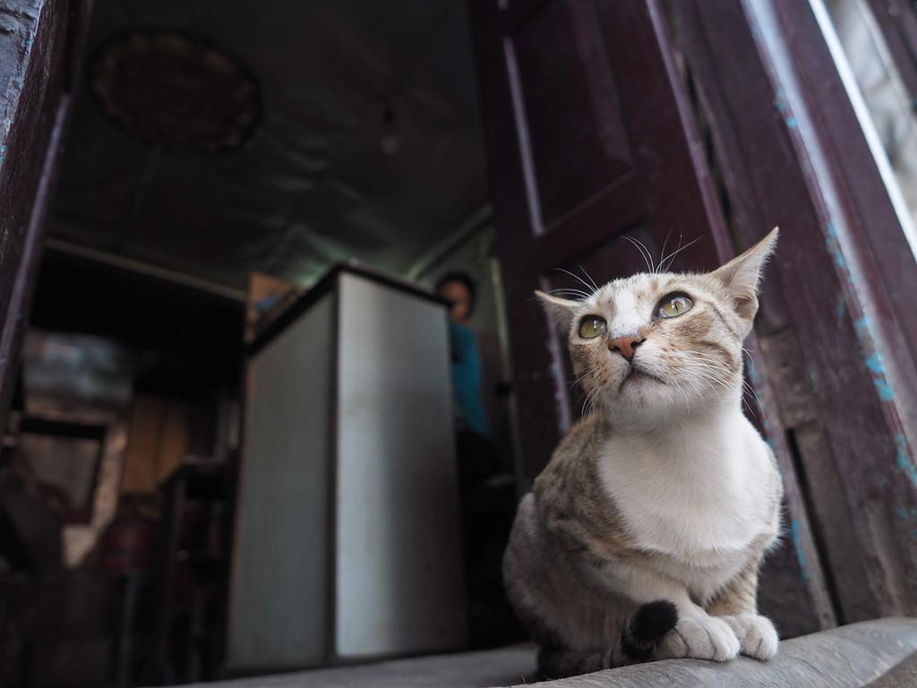 OM Single Focus Lens DIGITAL ED 12mm Silver SYSTEM/OLYMPUS M.ZUIKO F2.0