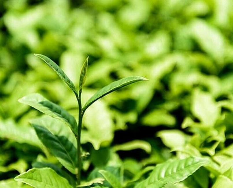 100g Organic Kuding Tea Ku Ding Tea Cha Health Tea The Kuding Tea Health Care