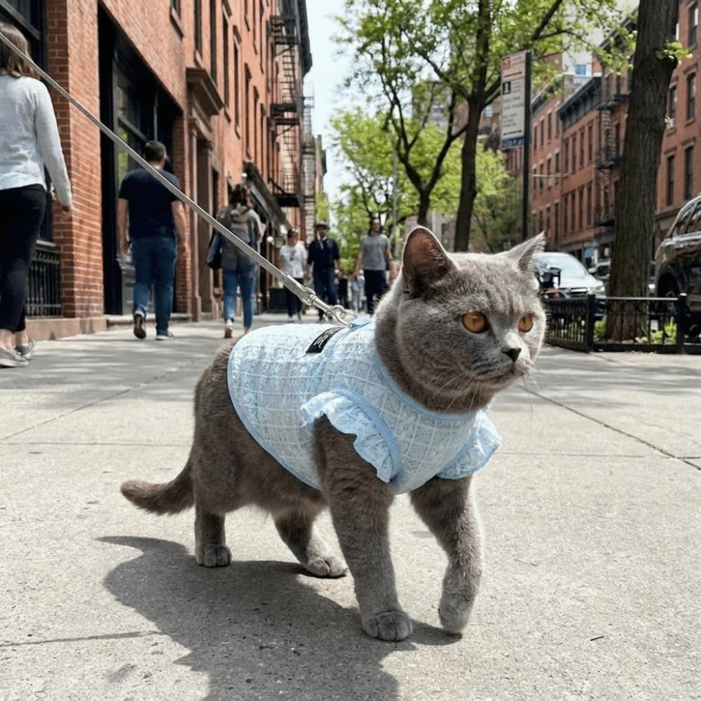Airy Fabric Pet Cooling Vest Fly Sleeve Summer Dog Clothes Cute Dog Sunscreen Shirt Sun Protection