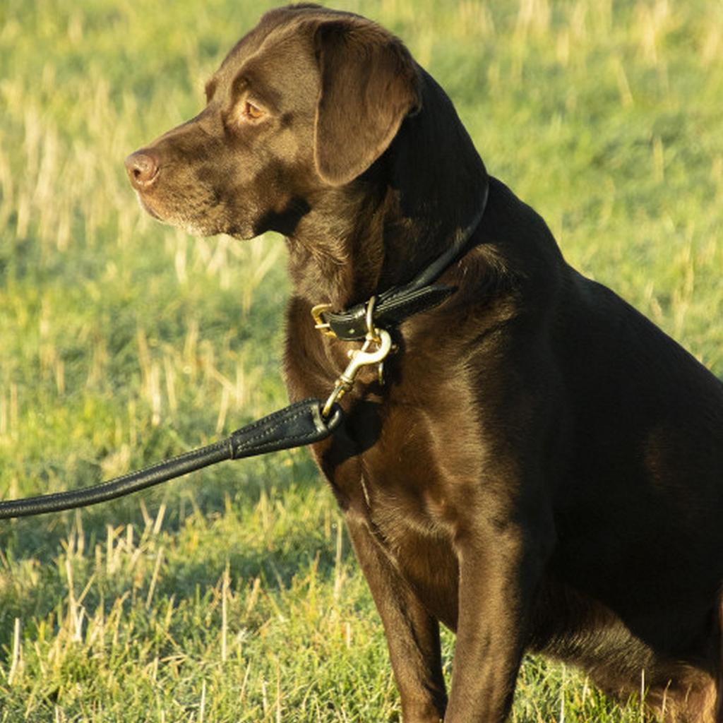 Benji & Flo Superior Leather Dog Collar