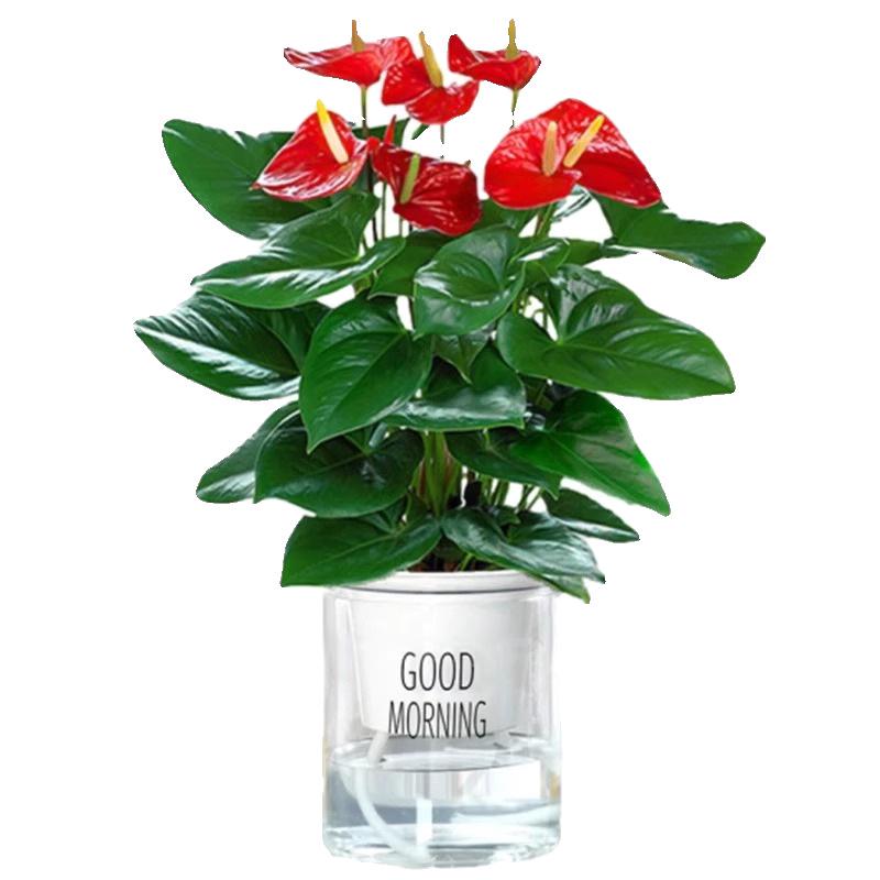 Smooth Sailing White Anthurium Potted Plant - Easy-to-Grow Indoor Greenery for Good Luck