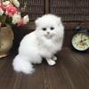 Stuffed Toy White Persian Cat Imitation Plush Toy Simulation Cat Doll Table Decoration Gift Easter Christmas Gift