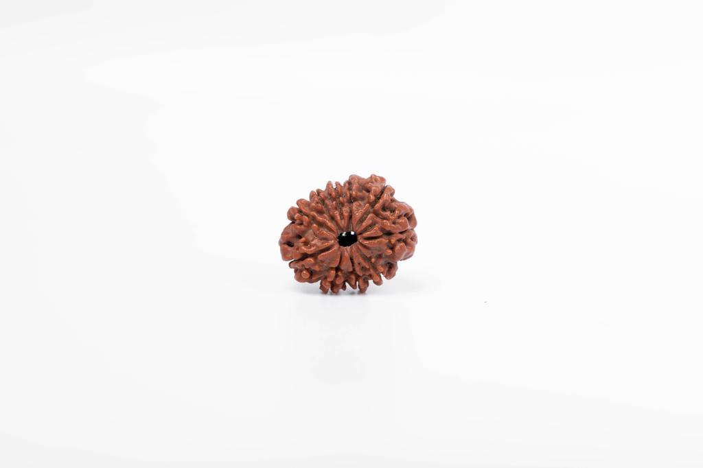 Natural 10 Mukhi Rudraksha Bead – Nepali Origin | Energized Bead for Spiritual Strength, Shielding & Divine Blessings | Organic & Lab Certified