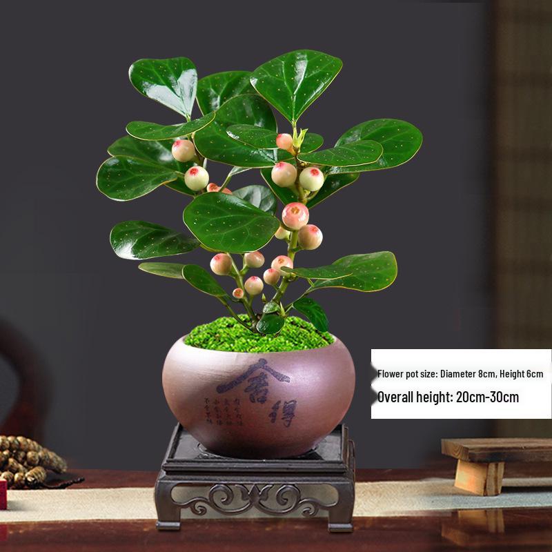 Little Hope Bodhi Tree Bonsai: Evergreen Indoor Potted Plant, Zen Style Ornament for Office or Living Room Decor