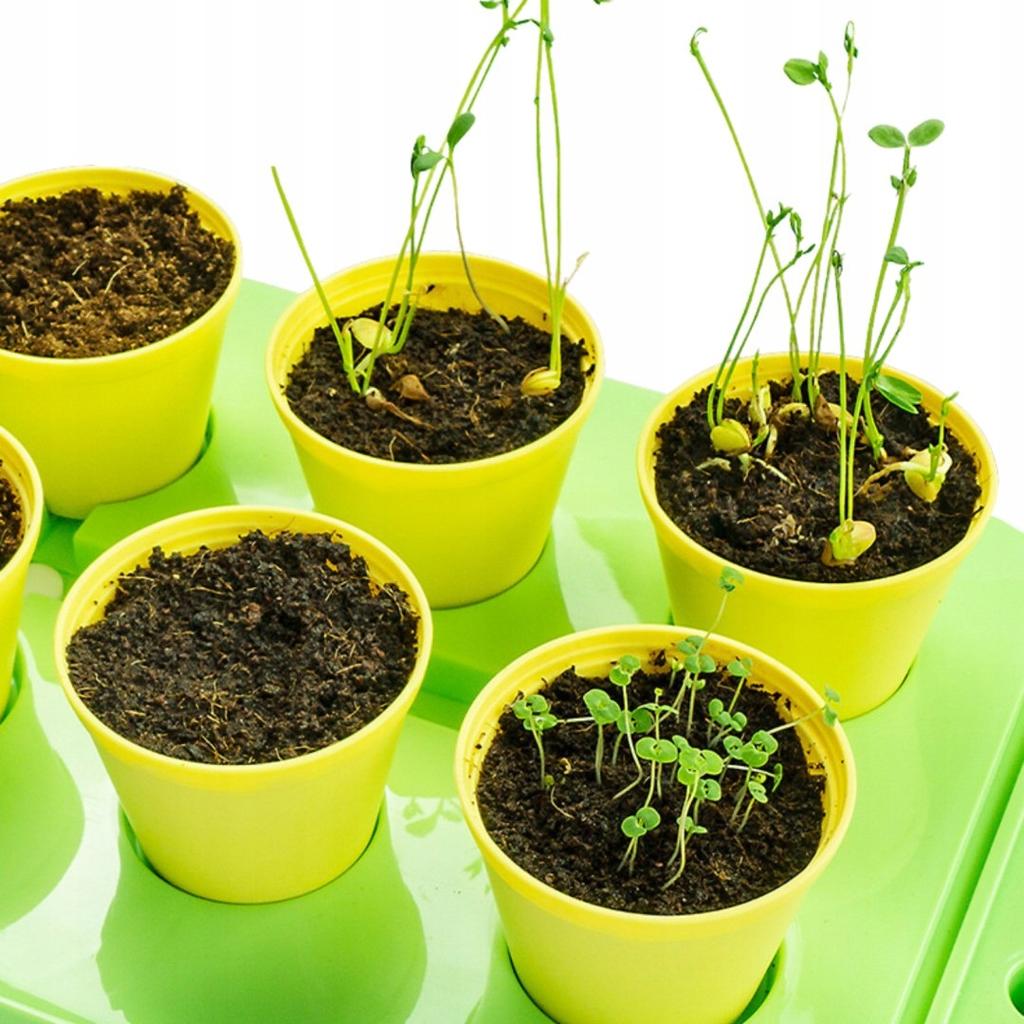 Educational Kit Experiment Greenhouse Mini Garden Real Growing Flowers