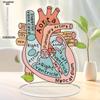 Anatomically Heart Model Sign Anatomically Model 2D Teaching Anatomy Acrylic, Four Seasons Decoration, Novelty Home Decor, Perfect Durable for Bedroom