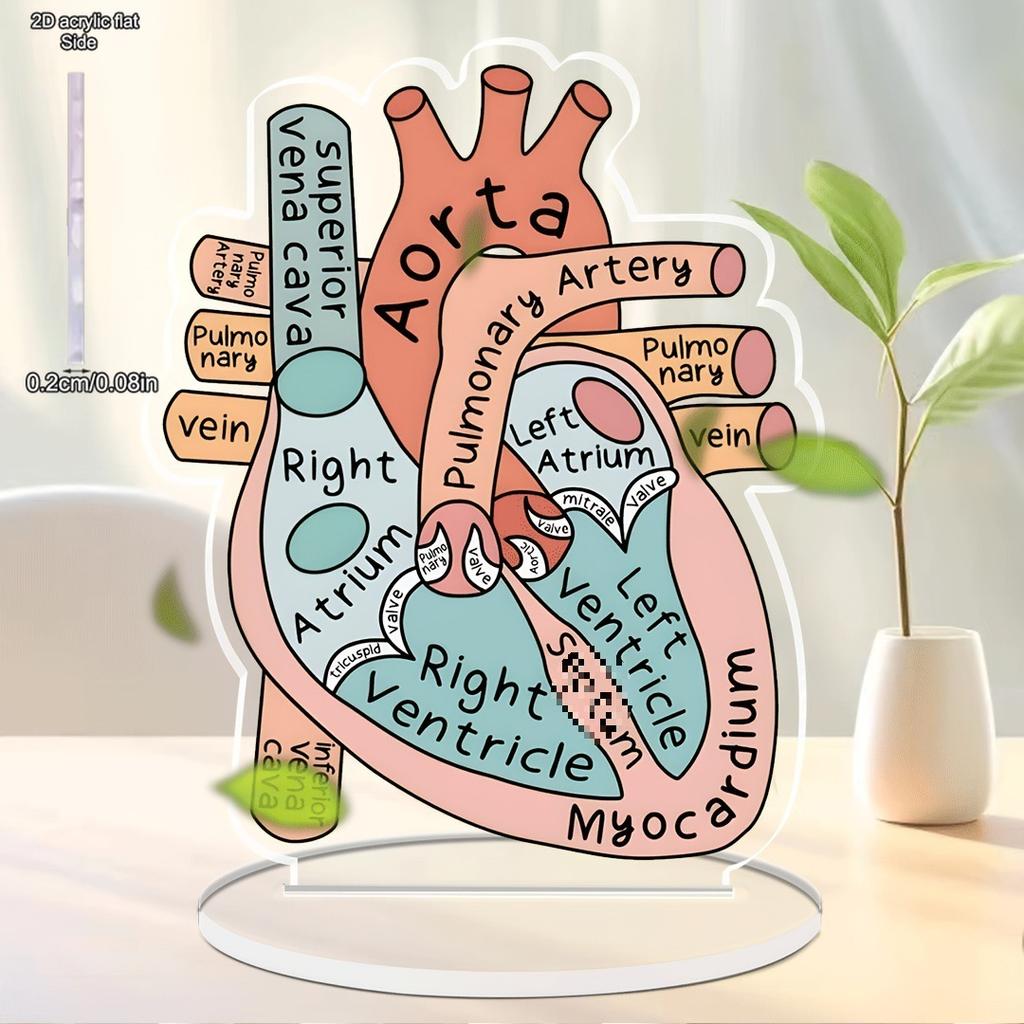 Anatomically Heart Model Sign Anatomically Model 2D Teaching Anatomy Acrylic, Four Seasons Decoration, Novelty Home Decor, Perfect Durable for Bedroom