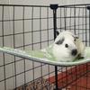 Ice Silk Cooling Hanging Bed Skin-Friendly Guinea Pig Nest Pet Hammock Nest  Cage Accessory
