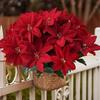 1/3Bundles Red Christmas Artificial Poinsettia Flower Bouquets for Christmas Home Garden Table Vase Decoration Wedding Flowers