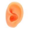 Silicone Ear Model Soft Flexible Right Ear Reusable Human Ear Model for Ear Piercing Training