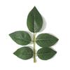 30/50Pcs Silk Rose Artificial Leaves Home Room Decor for Wedding Decoration Bride Wrist Flowers Artificial Plants DIY Gift Box