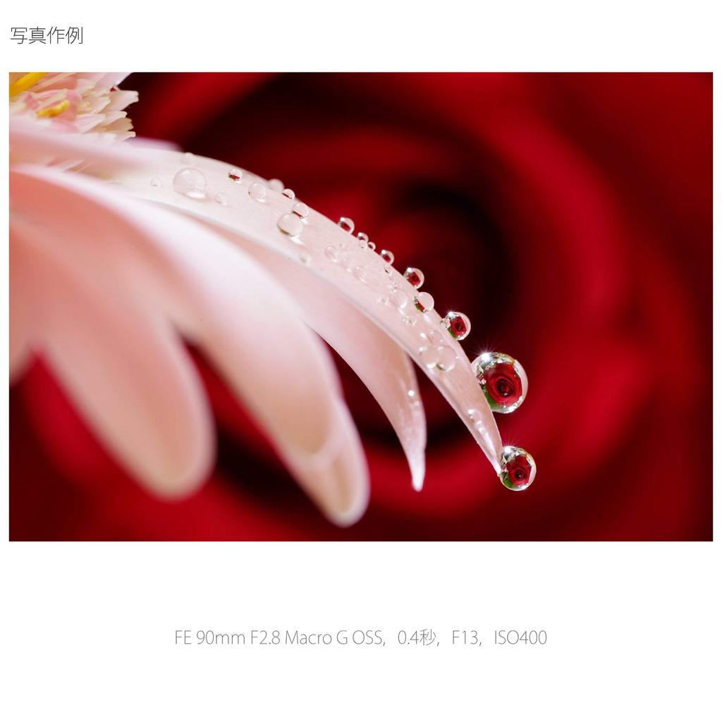 Sony Macro Full Size FE 90mm Macro G OSS G Lens for Digital Single Lens Camera Genuine Lens SEL90M28G F2.8 [E Mount]