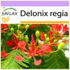 Яркий - 6 семян - Delonix regia