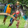 Wood Bird Swing Stand Bird Perch Ring, Applewood Circle Straw Parrot Perches Stand Hanging, Birds Chewing Toy For Parrots Cockatiel, Climbing Rope Net