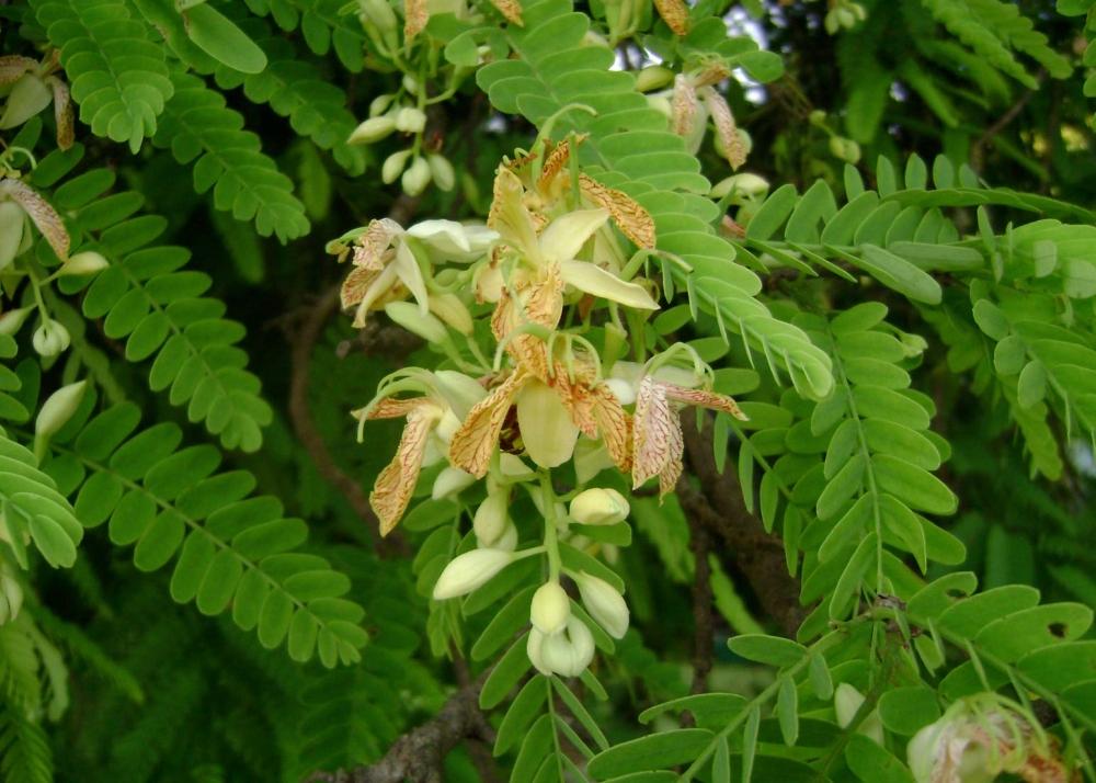 SAFLAX Подарочный набор - Тамаринд - 4 семени - С подарочной коробкой, карточкой, этикеткой и субстратом для горшков - Tamarindus indica