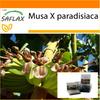 Garden in the Bag - Банан обыкновенный - 10 семян - С субстратом в подходящем пакете-стойке - Musa X paradisiaca
