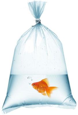 Fish Transport Bags for Aquariums, Durable, Thick Foil, 12x35cm, 50 Pcs