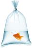 Fish Transport Bags for Aquariums, Durable, Thick Foil, 12x35cm, 50 Pcs