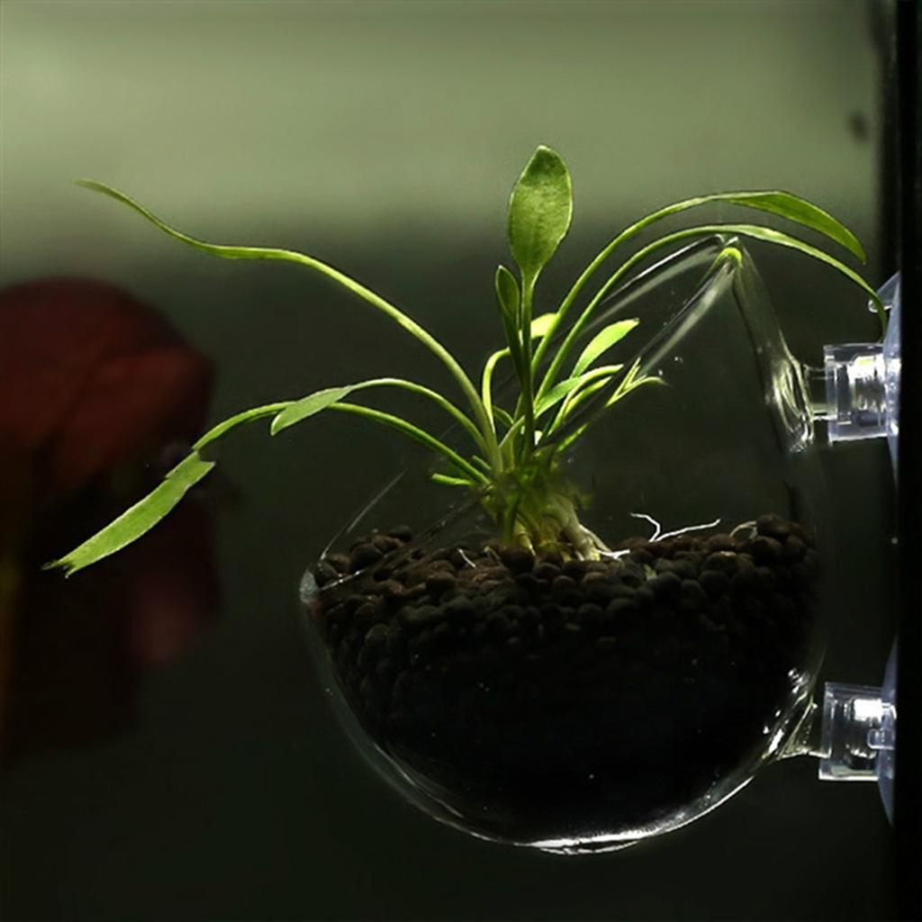 Стеклянные стаканчики для растений с присосками для водных растений, декоративный горшок для аквариума, ландшафтный аквариум