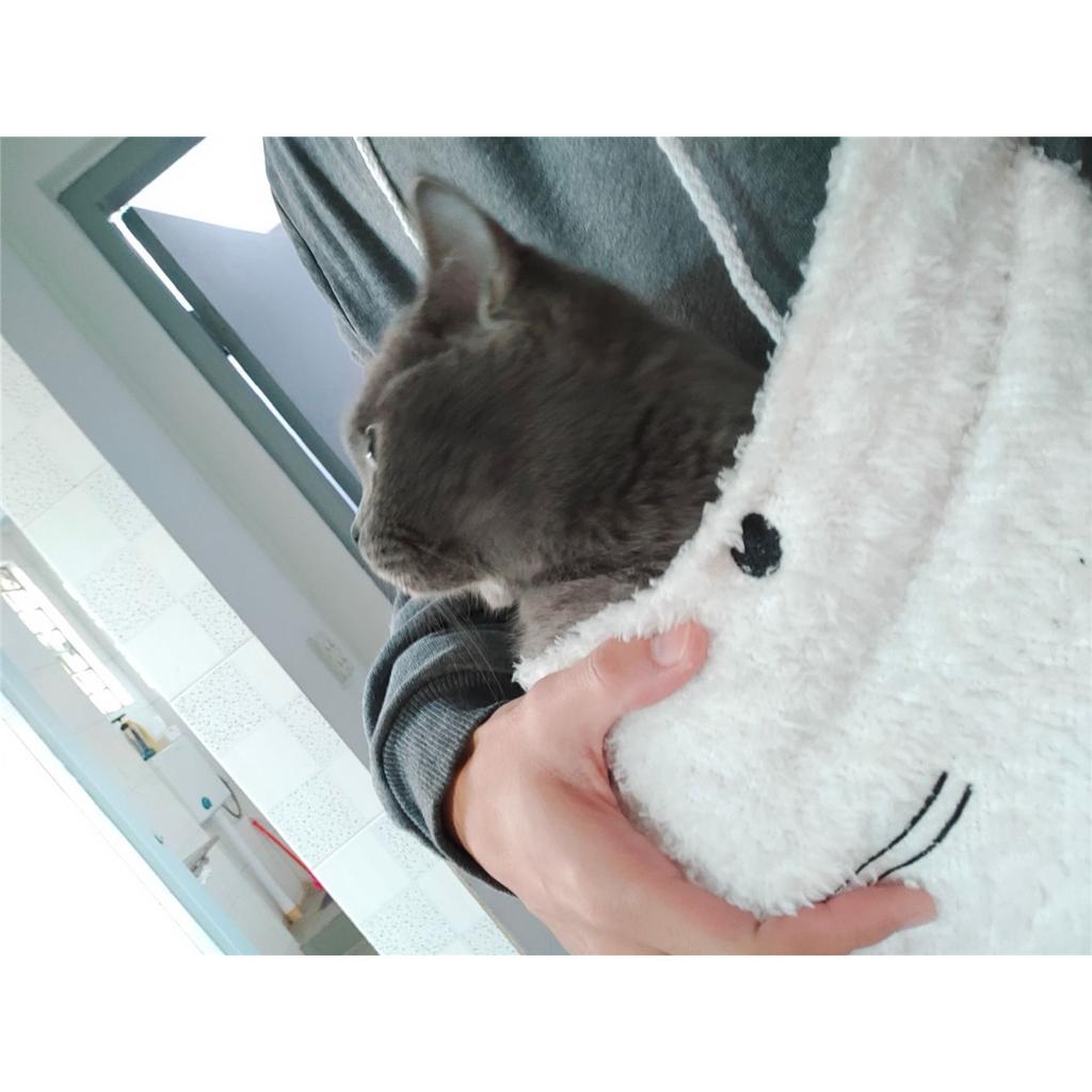 Женская модная вышитая одежда Pet Big Pocket Cat Ear Hooded Sweatshirt