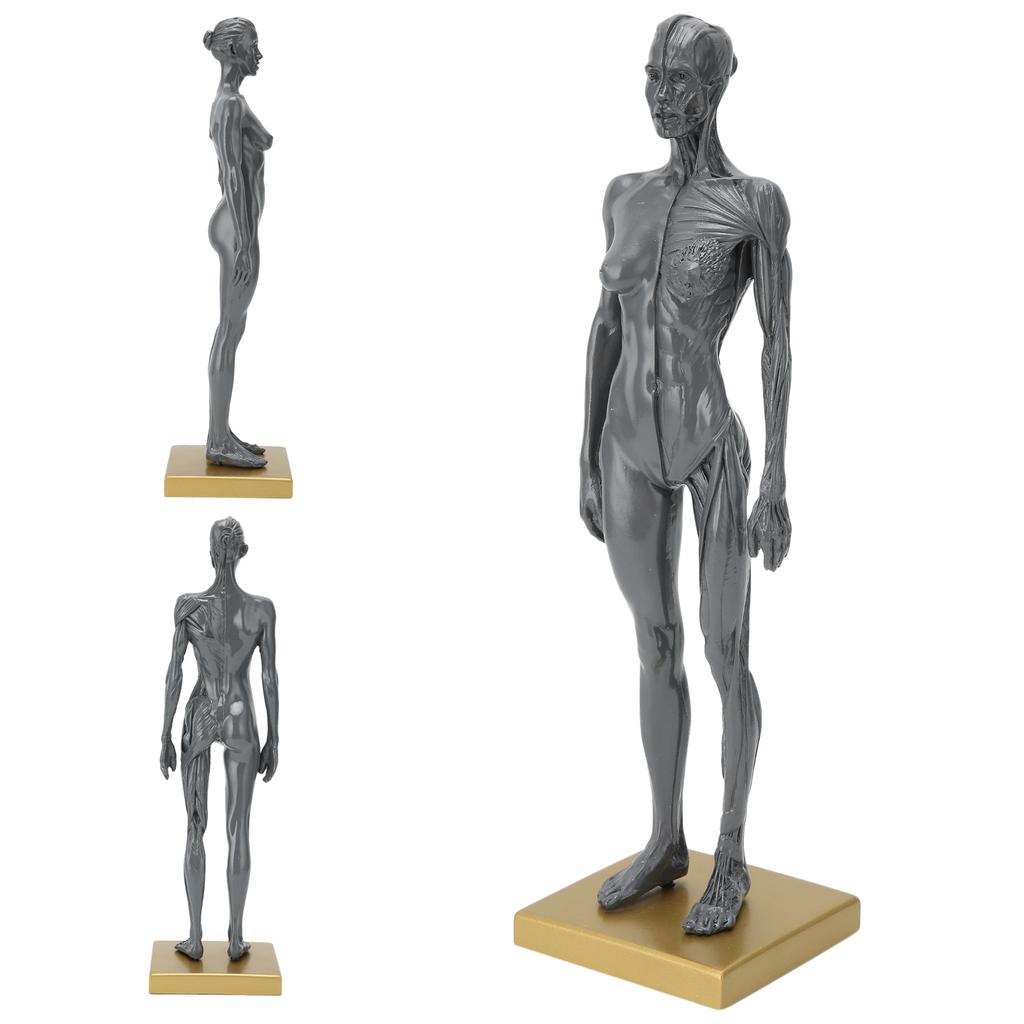 30 см человеческая анатомическая модель женской скелетно-мышечной структуры скульптура для обучения