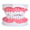 Dental Teaching Teeth Model with Toothbrush Children Education Teeth Brushing Model Oral Care