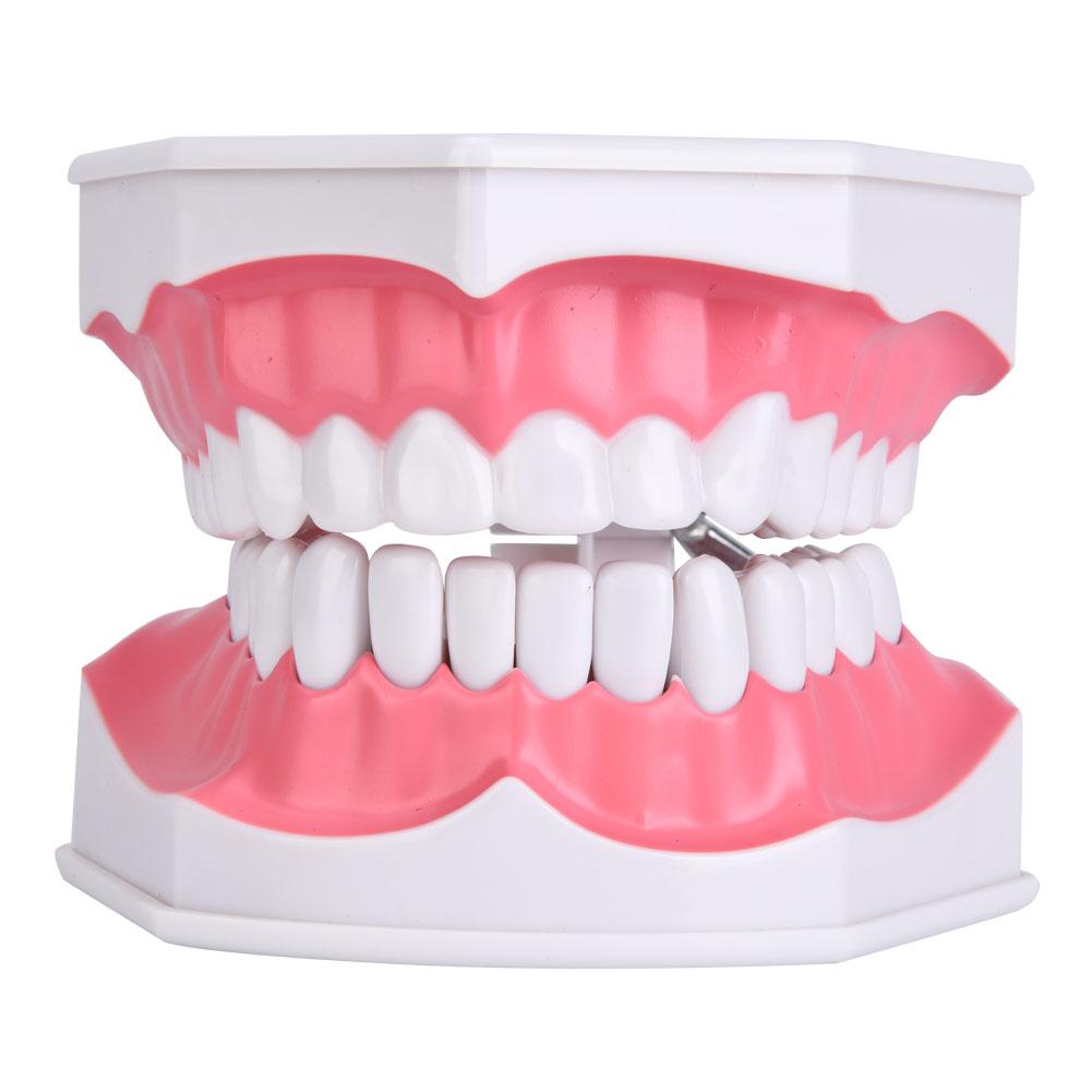 Dental Teaching Teeth Model with Toothbrush Children Education Teeth Brushing Model Oral Care