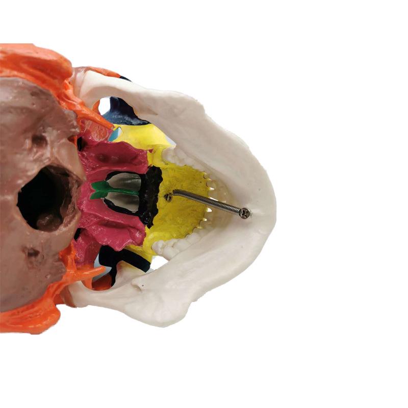 Цветная модель черепа Dental Art, 1:1 Съемный для обучения