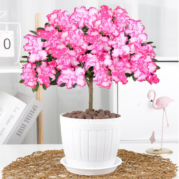 Large Azalea Potted Plant with Blooming Buds - Year-Round Indoor/Outdoor Cold-Resistant Green Flower, Easy Care