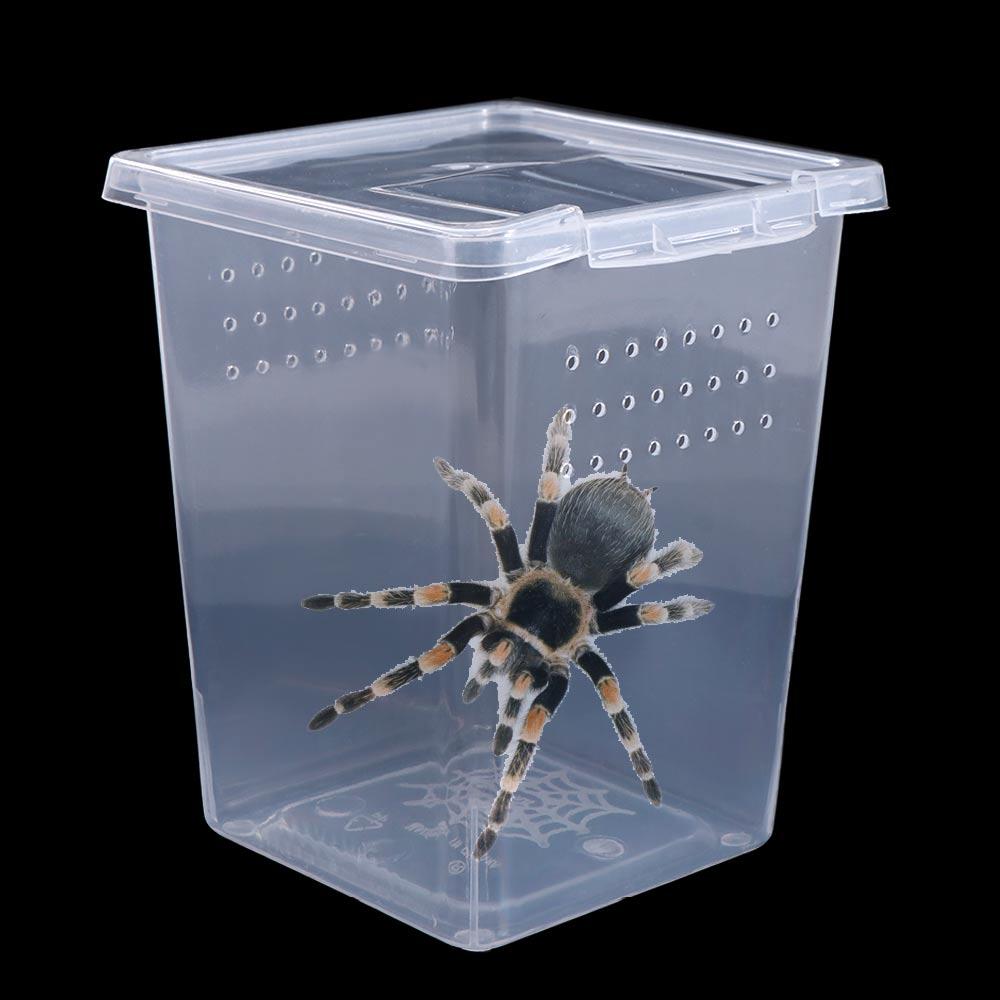 for Scorpion Spider Ants Reptile Habitat Lizard Living Box Insect Feeding Box Hatching Tank