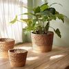 Цветочный горшок из ротанга с плетением из скандинавских водорослей: Натуральный декор для дома и корзина для растений