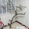 Solid Wood Bird Cage Perch: Parrot Tree Trunk Stand and Lamp Branch for Household Use