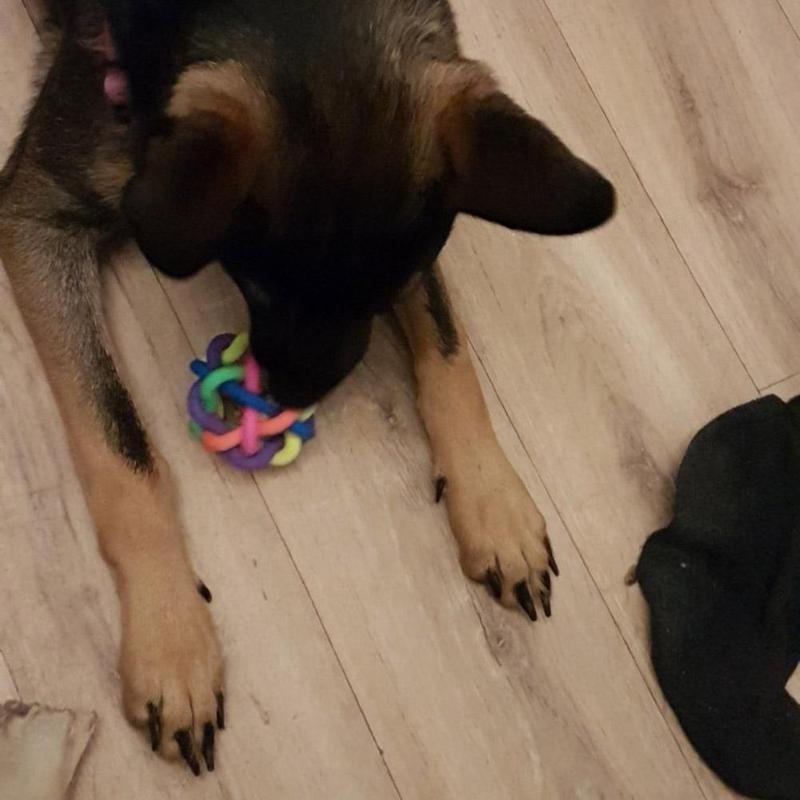 Игрушка для домашних животных с резиновым шариком цвета радуги и колокольчиком для маленьких собак