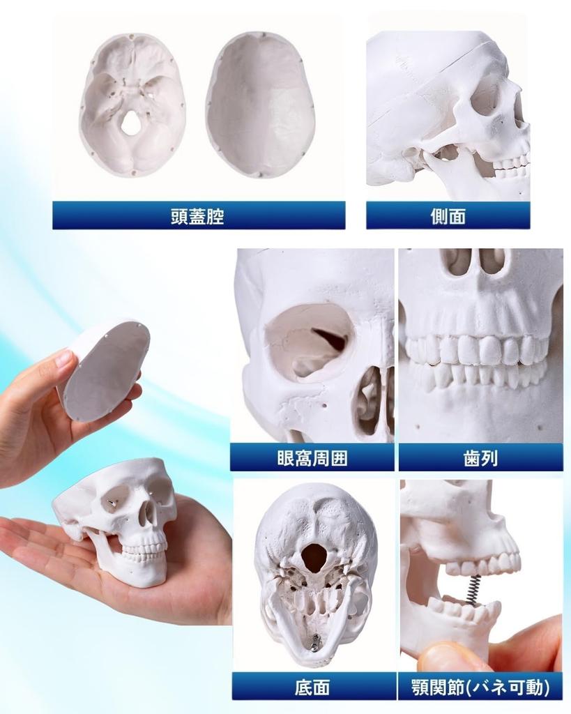 KIYOMARU Мини-модель черепа размером с ладонь, Модель человеческого тела, Модель черепа, Под наблюдением физиотерапевта, 1/2 размера, 2 части