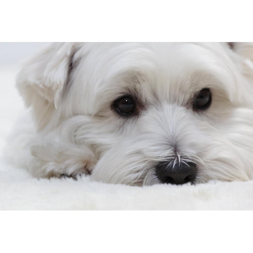 Телеобъектив Canon EF70-200mm F4L IS USM, совместимый с полноразмерными моделями