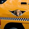 Car Stickers for Red Long-Haired Dachshund Hidden In Holes, Waterproof Irregularly Shaped Car Decoration Decals