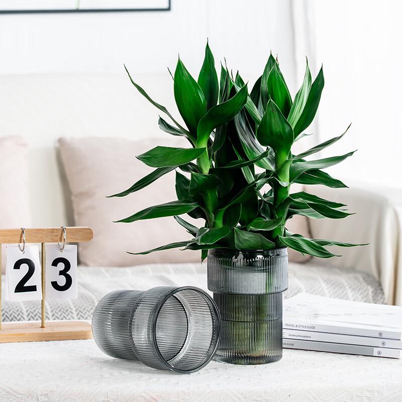 MOJY Imitation Glass Hydroponic Vase
