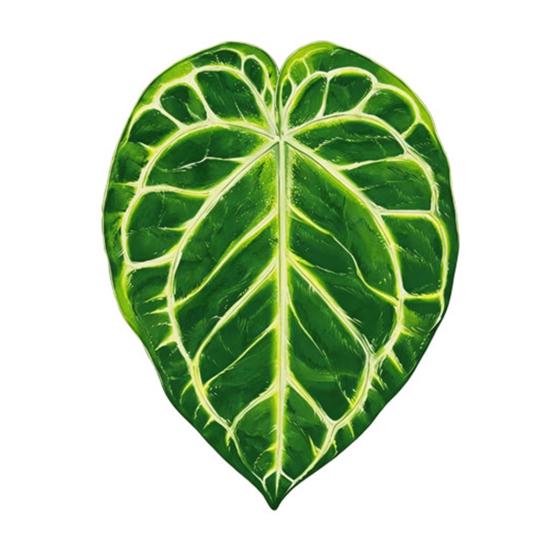 Acrylic Tropical Plant Coasters, Heat Resistant Non-Slip Drink Coasters, Easy Clean Leaf Shaped Pads for Coffee Table Desk Decor, Home Gift
