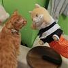 Cartoon Cat Karate Kitty Puppet Tough Padding Protective Forearm Sleeve Cat Wrestling Puppet Wear Resistant Interactive